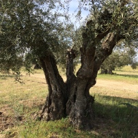 200 year old olive tree.